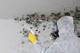 Mold Documentation for Insurance Claims in Grosse Pointe Farms, MI